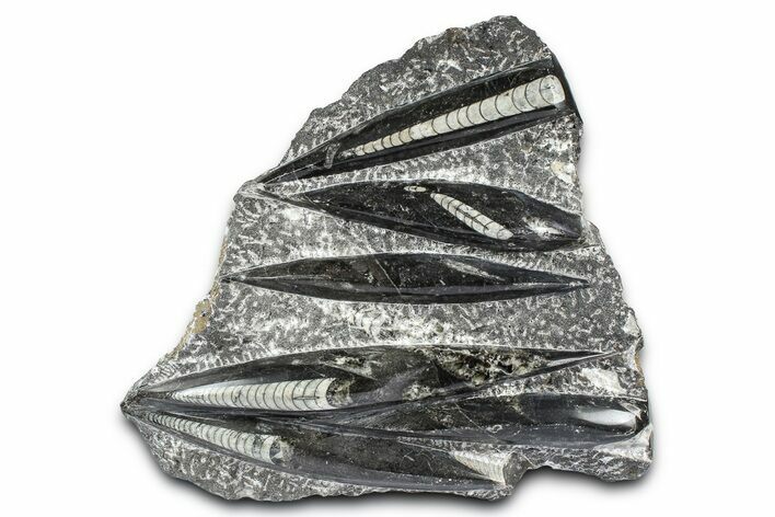 Polished Fossil Orthoceras (Cephalopod) Plate - Morocco #372646